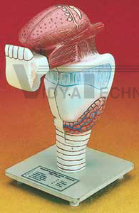 Larynx with Teeth and Tongue